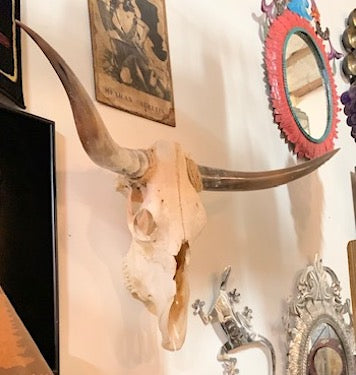 Texas Longhorn Skull